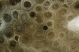 Polished Petoskey Stone (Fossil Coral) - Michigan #131086-1